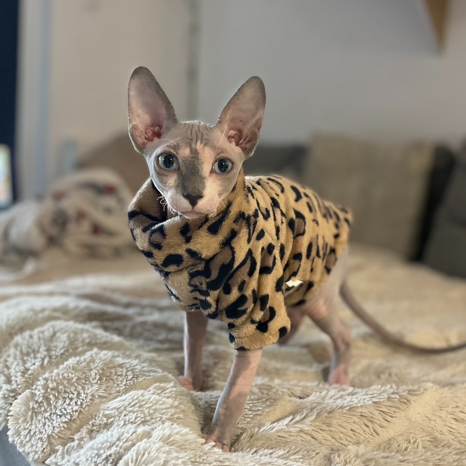 Cozy Double-Sided Fleece Sweater for Hairless Cat Soft Cotton Winter Warm Machine Washable Skin-Friendly Parkas for Sphynx Devon: M / WHITE