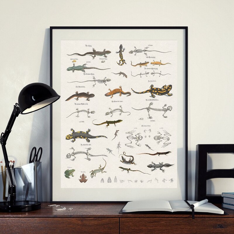 Hagedis Grafiek Prints Reptielen Natuurlijke Geschiedenis Educatief Poster Klaslokaal Decor Dier Zoölogie Poster Kraftpapier