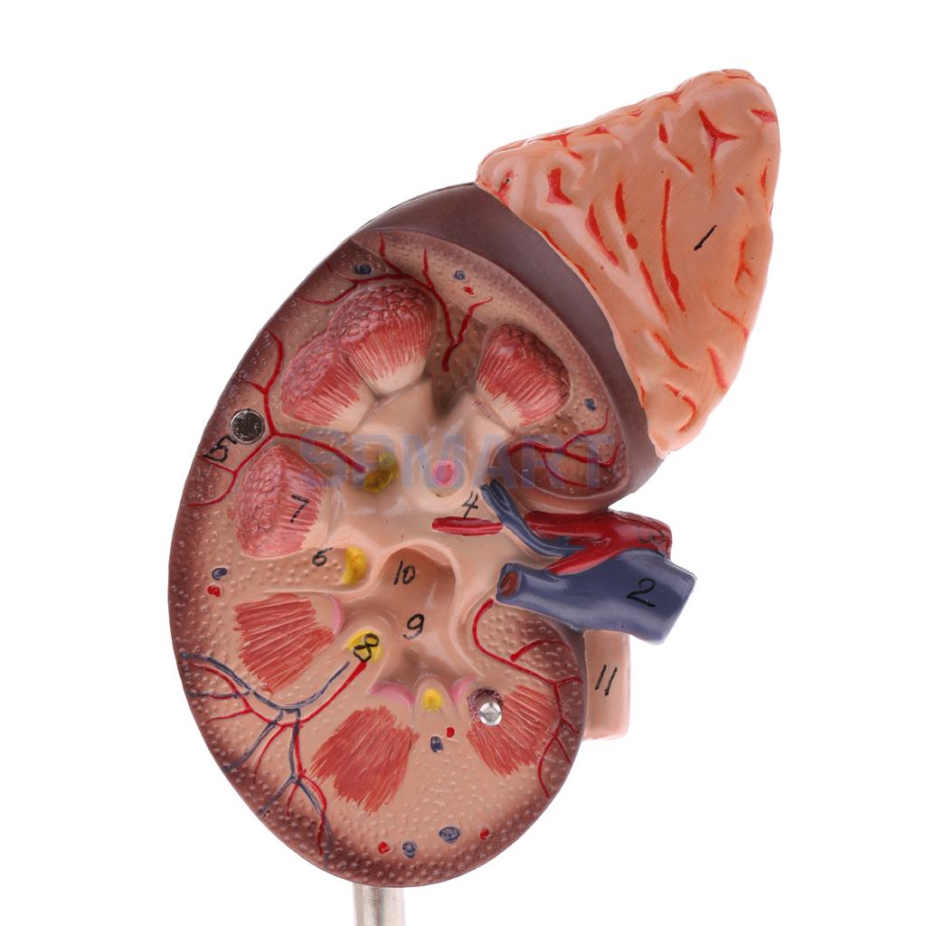 1:1 Menschliches Abnehmbare 2 Teile Niere mit Nebennieren Drüse Anatomisches Modell