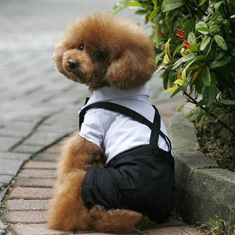 Ropa para perro y gato para perros pequeños, traje de esmoquin del Príncipe con pajarita, mono, abrigo, camisas de Chihuahua y Yorkshire