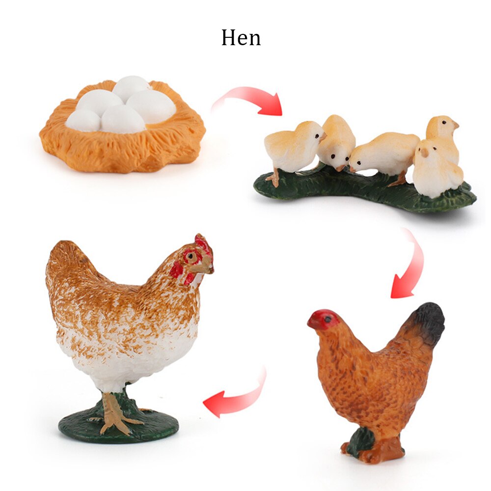 Simulation Animals Growth Cycle ButterflyLadybug Chicken Life Cycle Figurine Plastic Models Action Figures Educational Kids Toy: Hen