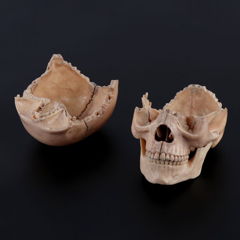 15 unids/set 4D desmontar calavera anatómica modelo desmontable herramienta de enseñanza W8ED