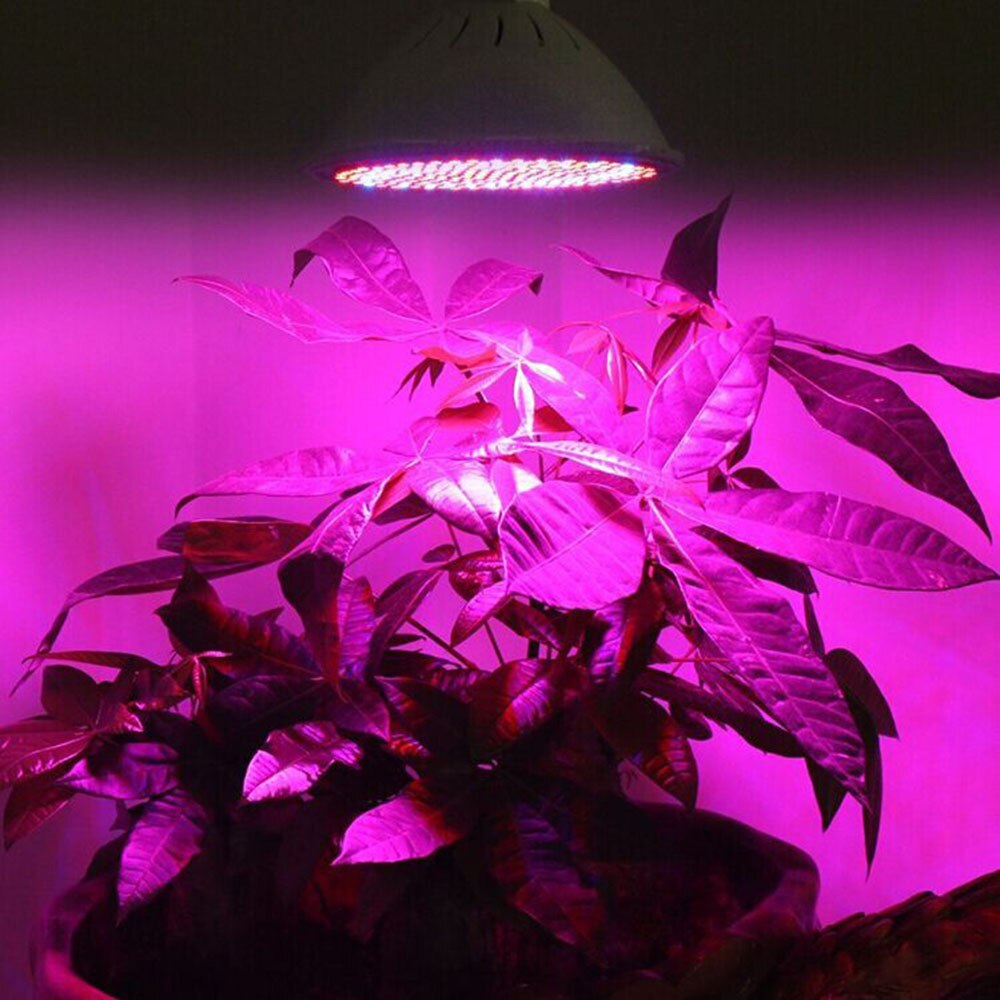 E27 200 Led Licht Groeien Hydrocultuur Verlichting Met Clip Planten Lampen Voor Plant Bloem Groente Groeiende Indoor Kas/15