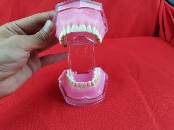 Tandheelkundige Stomatologie Onderwijs Model Praktijk Tand Extractie Demontage Tand Zachte Gom Volledige Mond Tanden Uitrekbare
