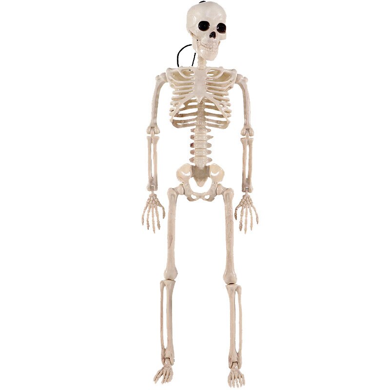 5 Stck Menschlichen Anatomie Skelett skelett Modell Medizinische Medizin Lernhilfe Anatomie 1 Paar Schädel Skelett Hand Knochen Halloween: Ursprünglich Titel
