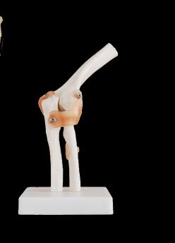 Staccabile ginocchio modello handt/piede/piede/spalla/anca modello di insegnamento: Rosso