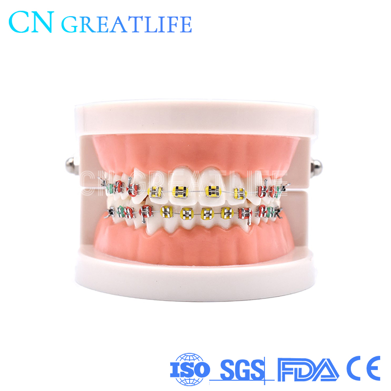 Good Typodont Teeth Model Practical False Dental Teeth Model Teeth Model for Studying: model 2