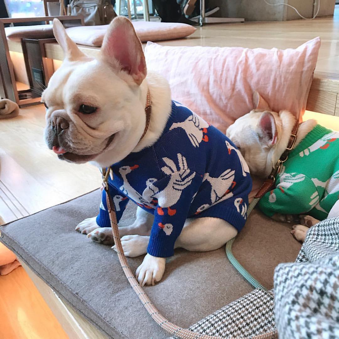 Blød hundetrøje klassisk kæledyr afslappet tøj kostume cardigan sweater strikjakke til schnauzer bulldog hvalpetøj