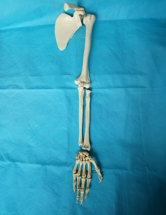 1:1 of Adult Human Upper Limb Shoulder Blade Skeleton Model Medical Teaching Supplies Human Arm Skeleton Model Medical Resources