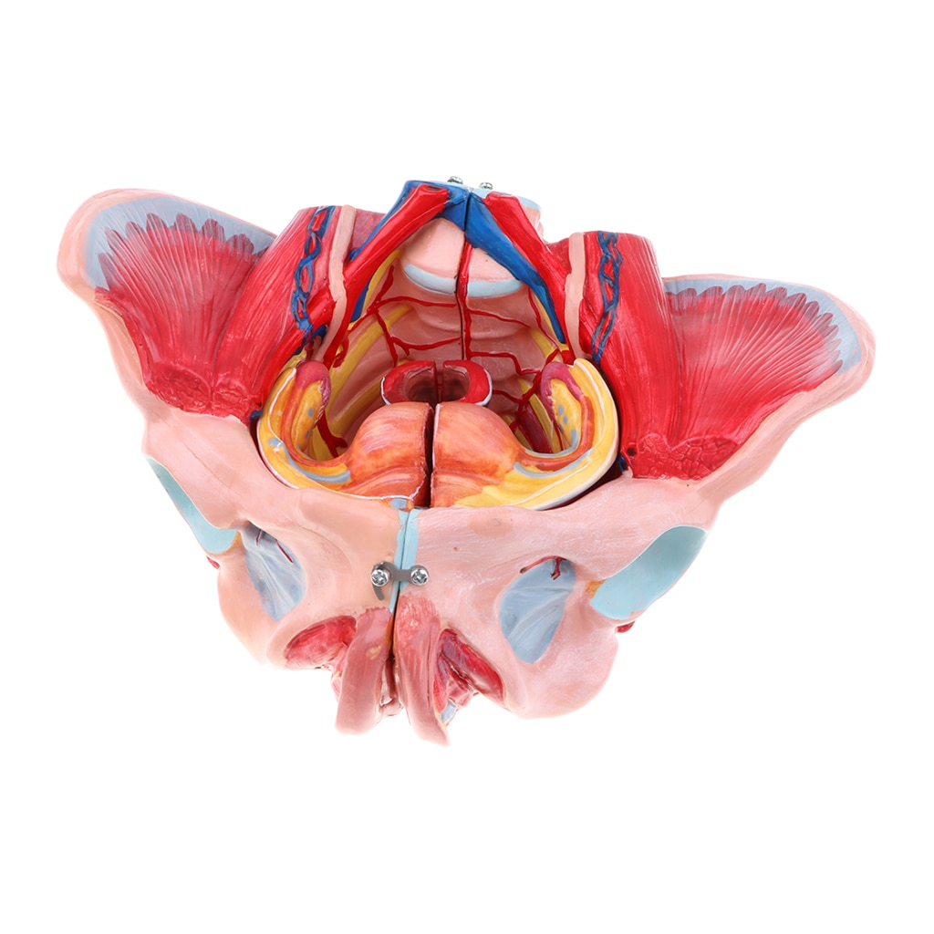 1:1 Life Size Female Pelvis Model with Vessels Ligaments Muscles Nerves & Organs Lab Supplies