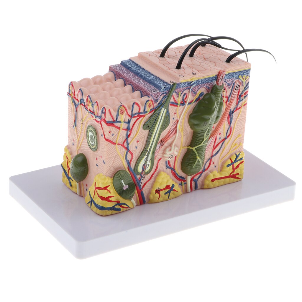 35X Enlarged Simulation Human Skin Structure Model Laboratory Demonstration Equipment Science Toy