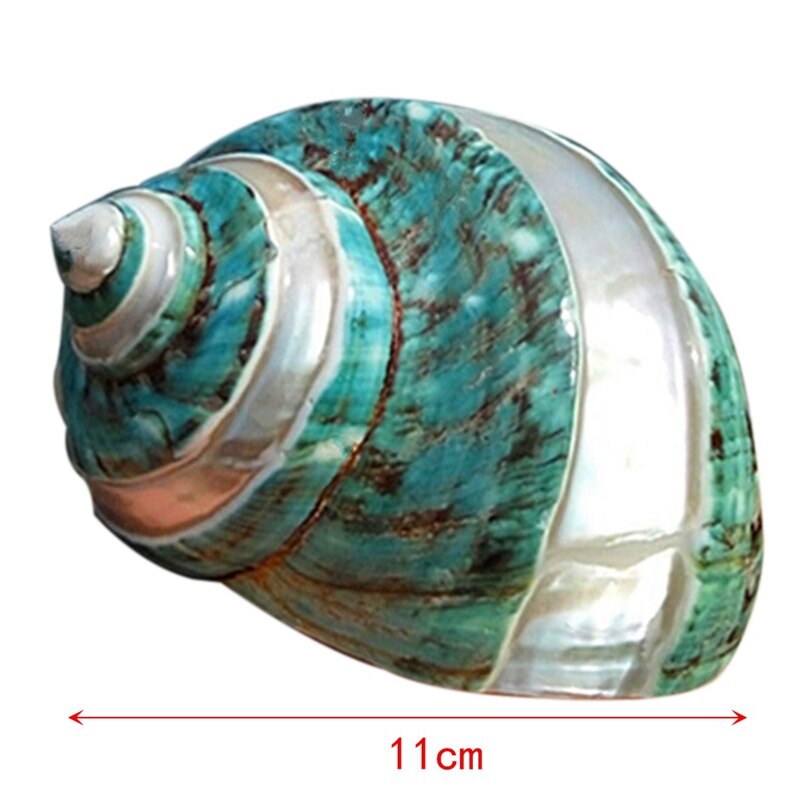 11Cm mar Caracol color verde 1 Uds decoración de peces de acuario seco chico decoración del acuario Mediterráneo Material orgánico de capa fina