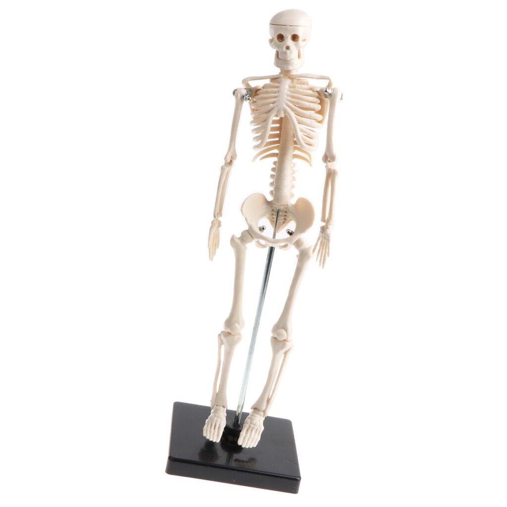 42cm Model Anatomical Educational Toy, Articulated Skeletal System, Classroom Display Decoration, Lab Supplies