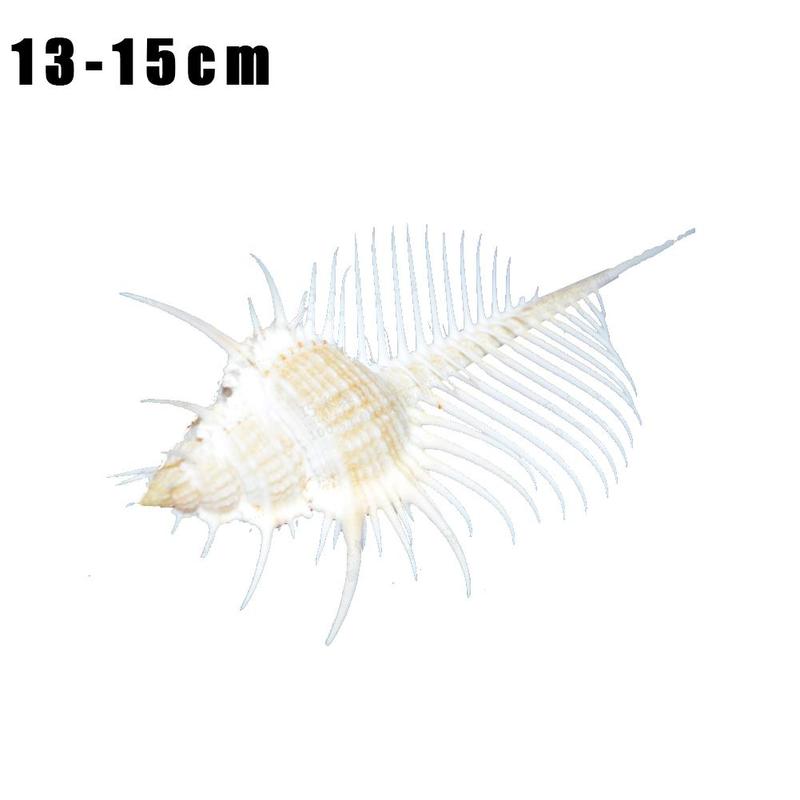13-15cm venus murex schelpen voor aquarium landschapsarchitectuur schelp ornamenten rots schelp specimen huishoudelijke decoratie: Default Title