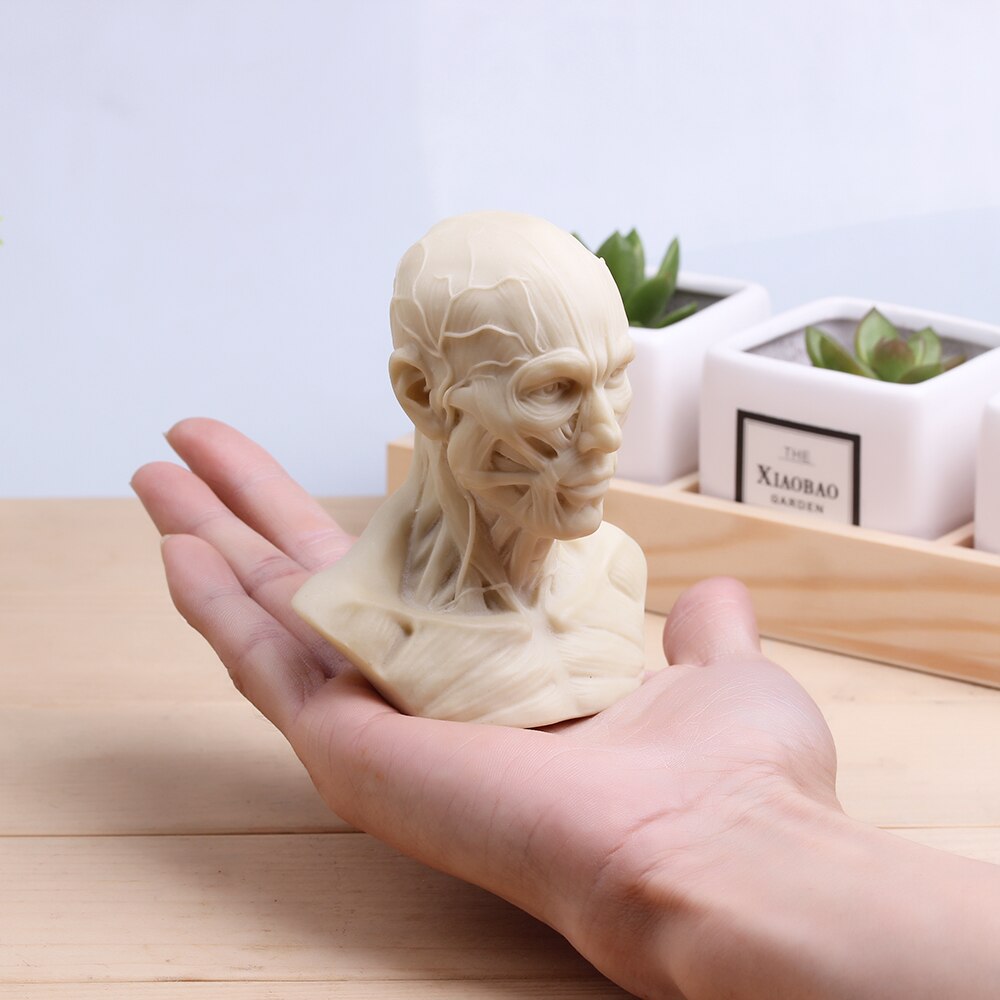 [mgt] skulptur muskuloskeletal hodeskalle byste liten gips hjem dekorasjon harpiks kunst og håndverk skisse praksis dekorasjon kontor