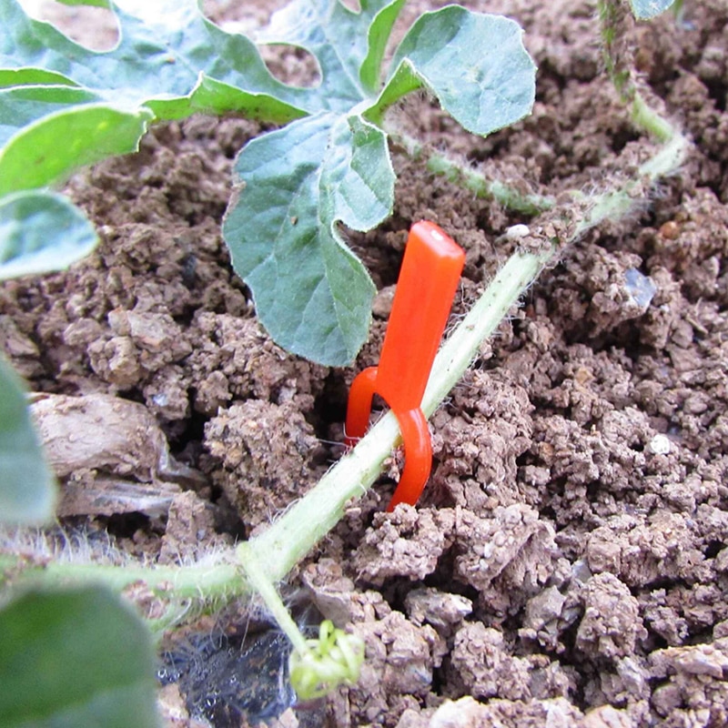 Stolons Fixed Bracket Watermelon Pumpkin Vine Fixture Clips Agriculture Greenhouse Garden Vine Plants Planting Tools 100 Pcs