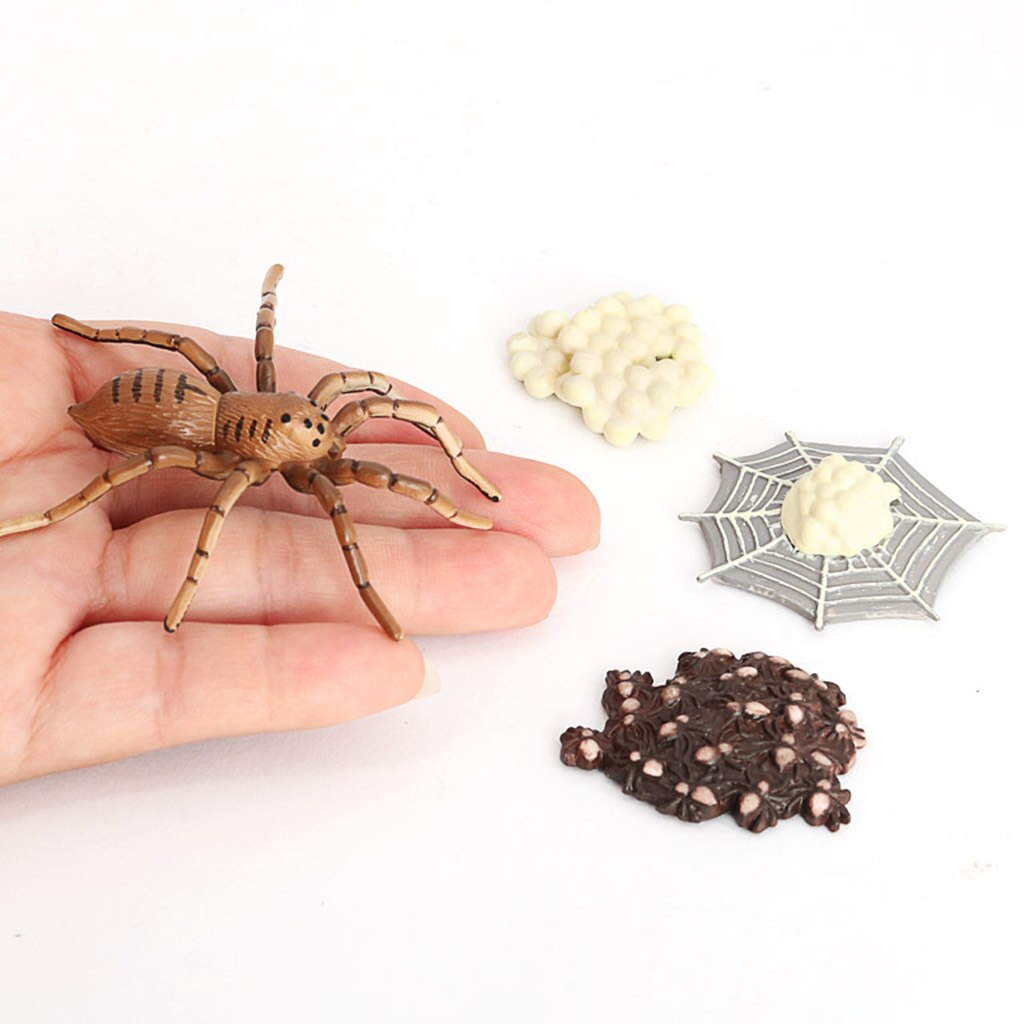 Spider Life Cycle of Growth Insects Animal Figures Miniature Educational Toys