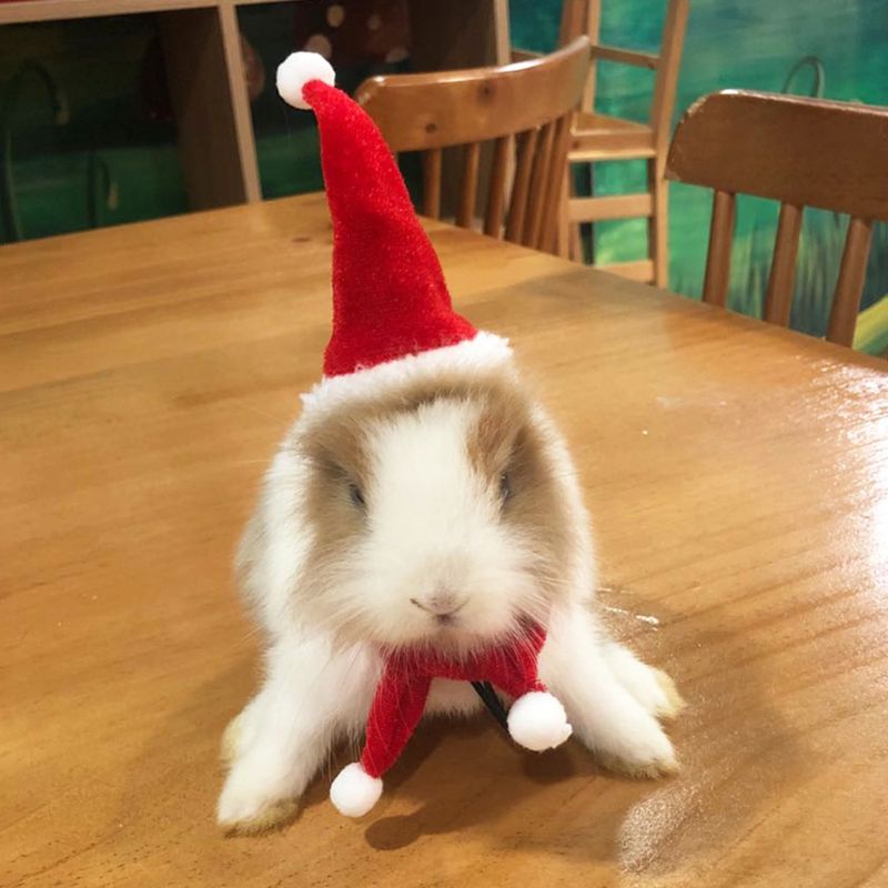 Bebaarde Draak Hagedis Santa Hoed Met Elastische Kinband + Sjaal + Trekkabel Kerst Kostuum Set Xmas Reptiel Apparel