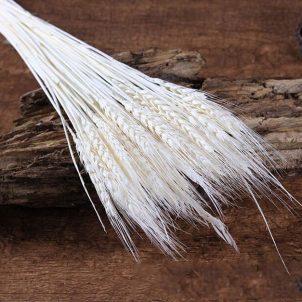 50Pcs/lot Real Wheat Ear Flower Natural Dried Flowers or Wedding Party Decoration DIY Craft Scrapbook Home Decor Wheat Bouquet: White