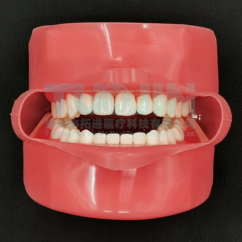 Dental Teeth Model Tooth Model With 28pcs Removable Typodent Teeth Practice For Students Dentistry Training Material Product: without tube