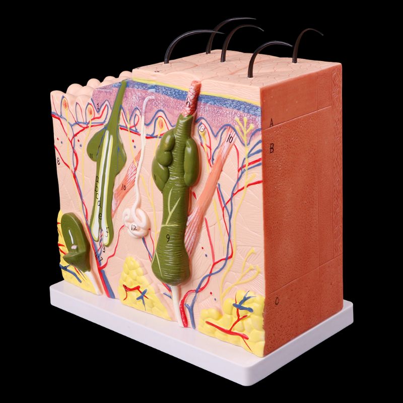 Menschlichen Haut Modell Block Vergrößert Kunststoff Anatomischen Anatomie Lehre Werkzeug vergrößert anatomisches modell