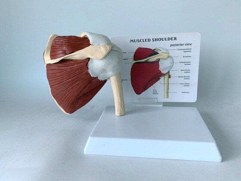 Schouderblad Claviculaire Spier Model Medische Leermiddelen Voor Functionele Ligament Van Skelet Gezamenlijke Van Menselijk Skelet