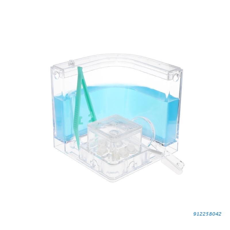 Ant Farm Gel Maze 3D Educational Nursery Live Feeding System Novelty Habitat: Blue