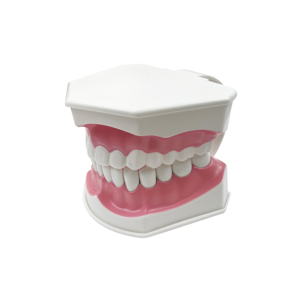 Dental Brushing Education Teeth Model With Toothbrush Detachable Teeth Caries Pathology Research Training Model