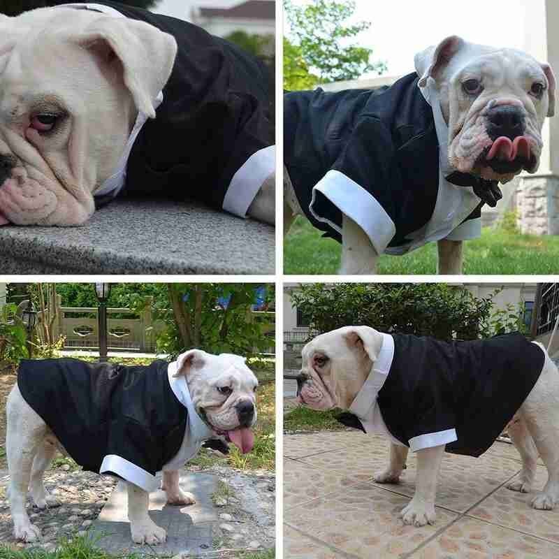 Vêtements pour chiens garçon chien Costume smoking manteau veste chiot animal de compagnie robe de mariage petit chien Chihuahua Costume noir animal de compagnie fête vêtements
