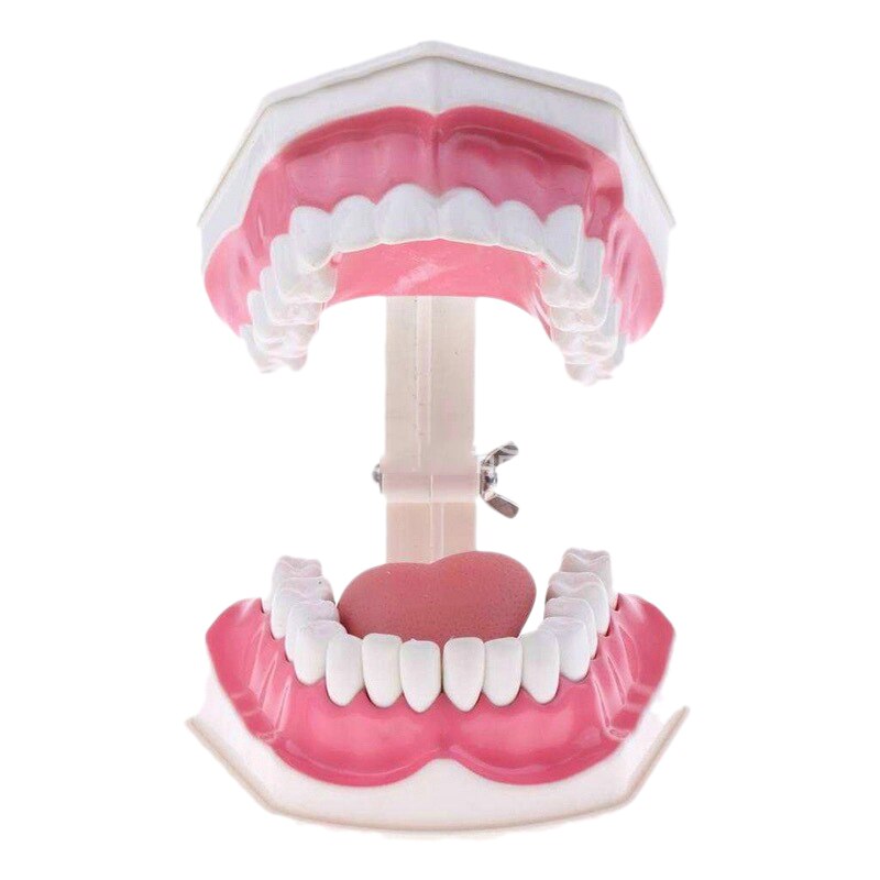 Teeth Model and Toothbrush with High-Grade Teeth Teaching Model Model