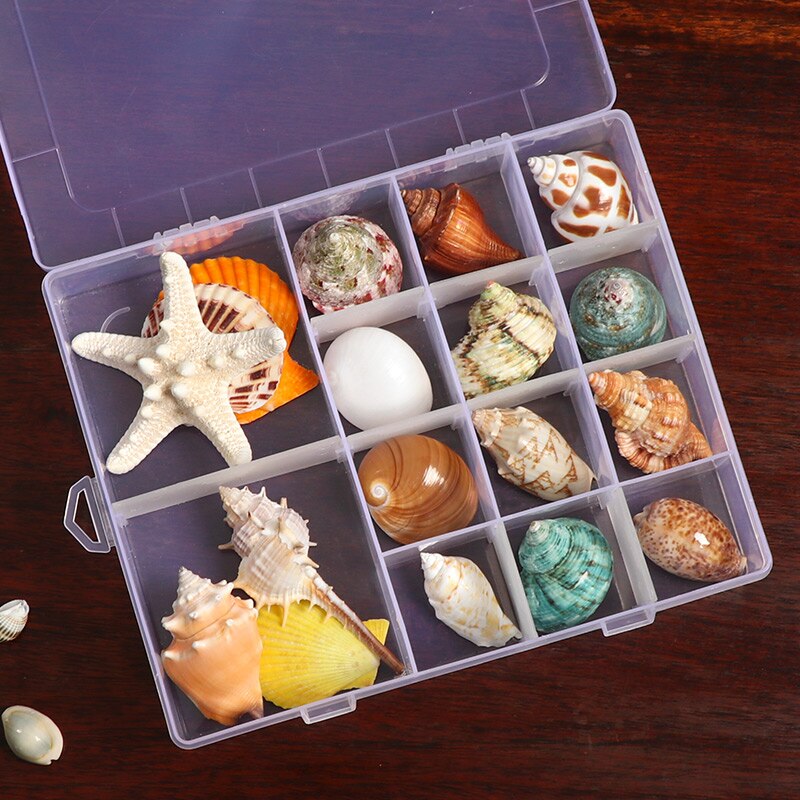 Natuurlijke Shell Schelp Exemplaren Populaire Wetenschappelijke Materialen Conch Geschenkdoos Kleuterschool Voorschoolse Mariene Biologie Collection Craft