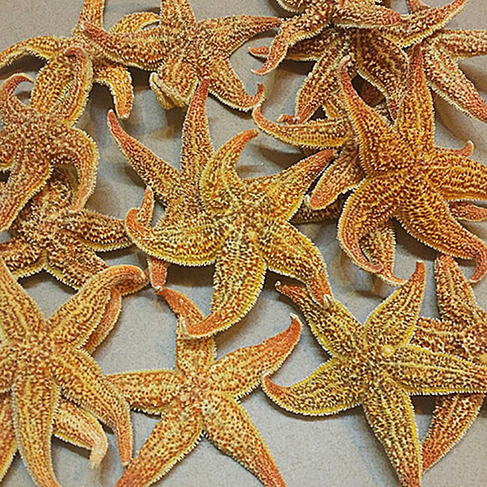Estrella de mar seca, estrella de mar, artesanía de playa, de boda, decoración del hogar, , estrella de mar estrela do mar, pez estrella de mar, 2 uds.