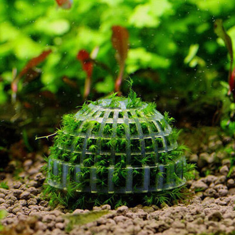 Bola de musgo transparente para acuario, bola de plástico para decoración de plantas en vivo, algas ecológicas, bolas de algas verdes, adornos