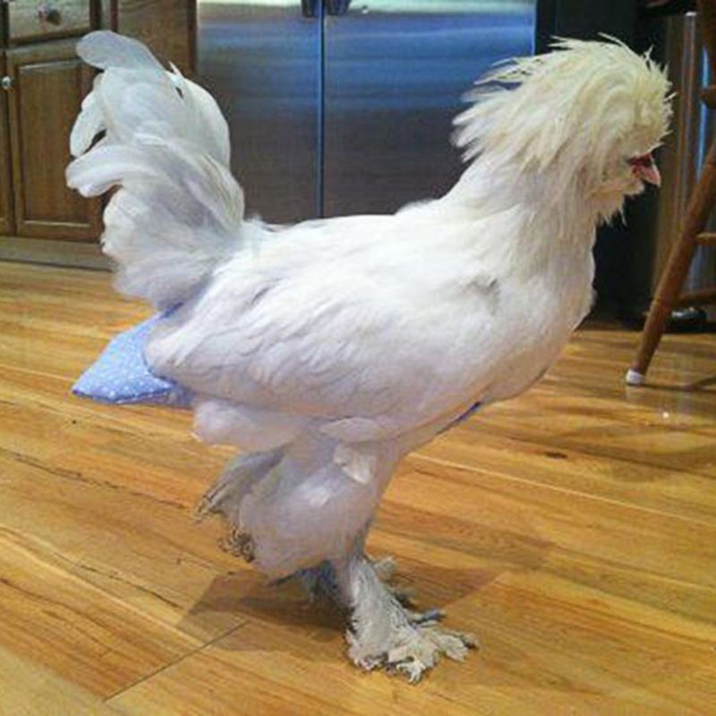 Couche pour animaux de compagnie lavable Portable Portable volaille couche canard coq poule oie Pigeon couche défécation positionnement Carapace S/M/L