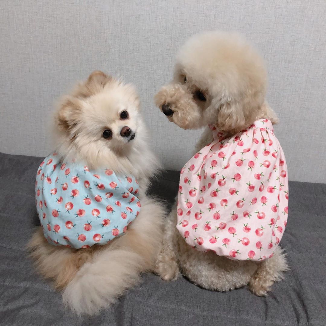 Luxury Dog Dresses for Small Dogs Printed Cute Short Dog Clothes Flexible Cotton Vestidos Para Perritas for Puppy Birthday Dress