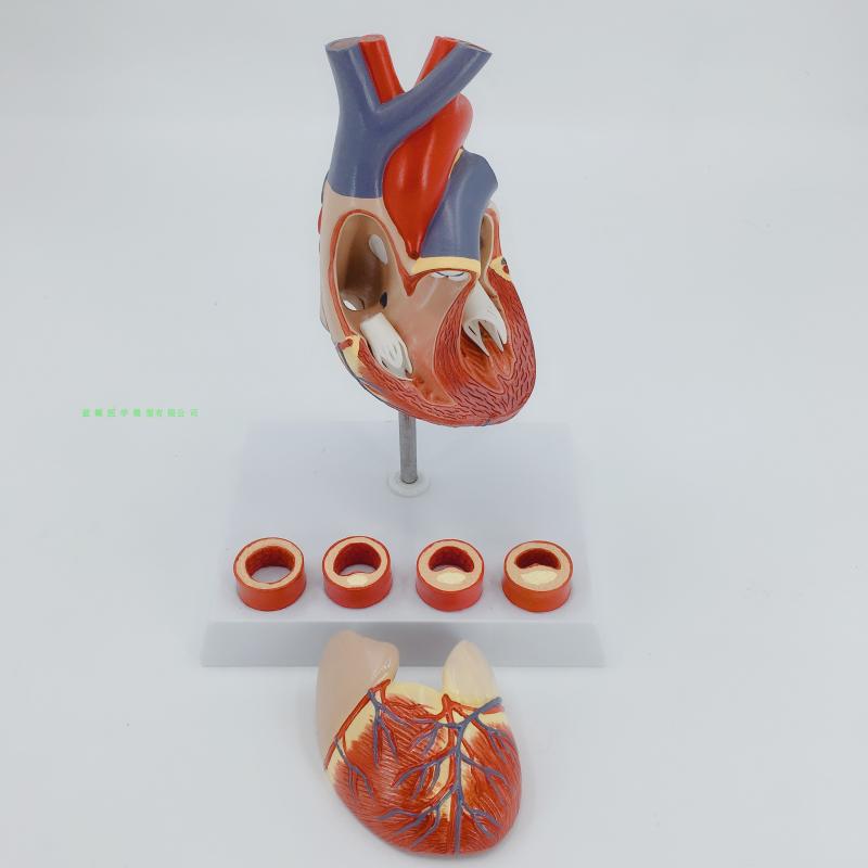 Authentieke menselijk hart anatomisch model met digitale nummer mark 2X hart model met trombus onderwijs apparatuur