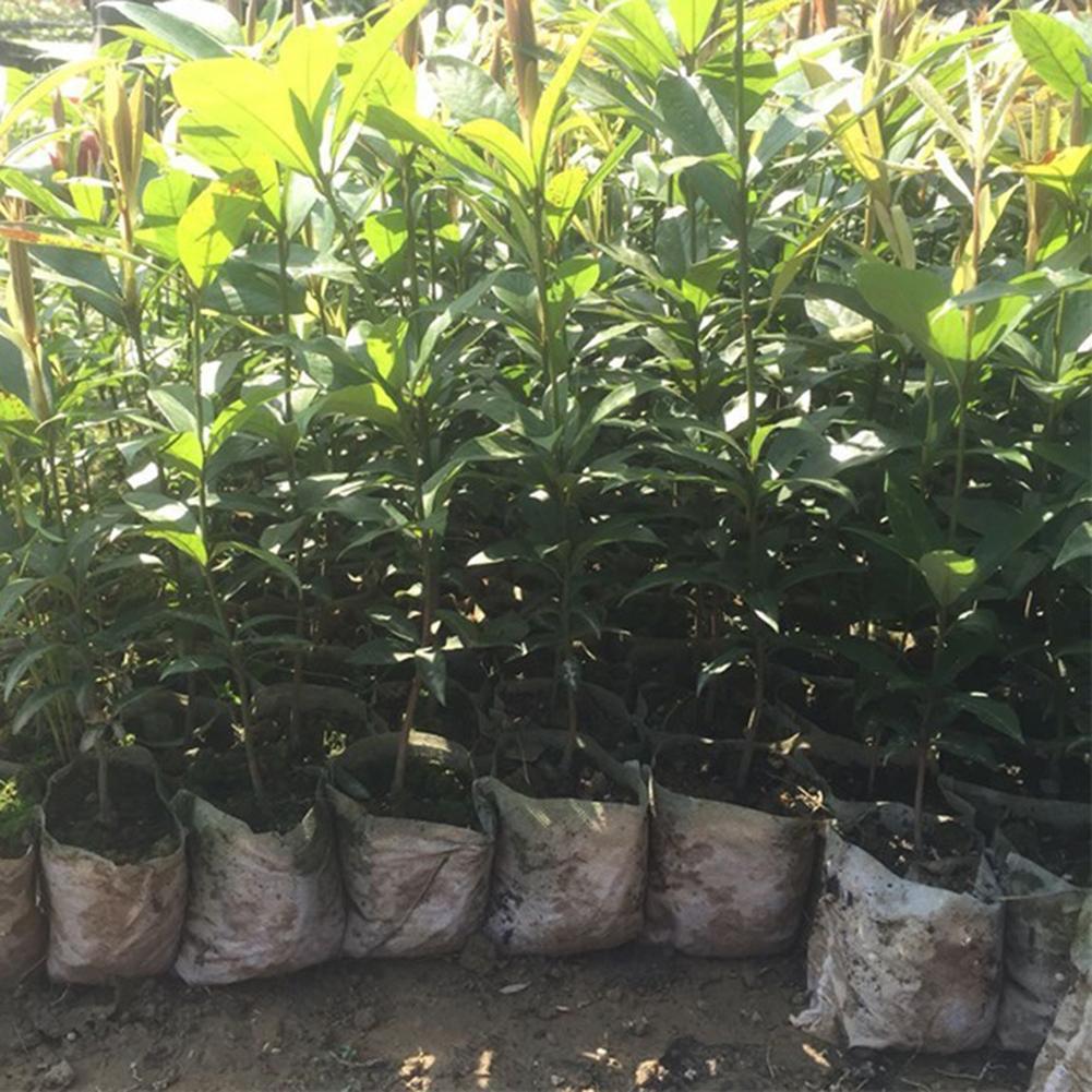 100 stk ikke-vævede børnehaveposer plante biologisk nedbrydelige dyrke poser stof kimplanter potteposer til hjemmet have #co