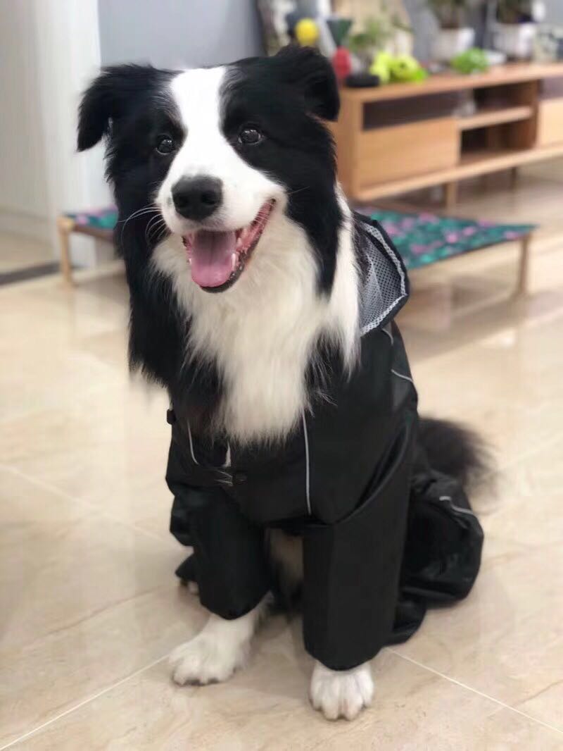 Pet Dog Raincoat Clothes Lightweight Waterproof Dog Poncho Golden-retriever Rain Jacket Rain Pet Cloak Gear Big Dog Jacket: XXXL
