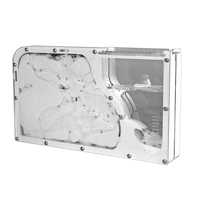 Big formicarium Ant Nest ,Ant Farm Acrylic Insect ants house Ecological Workshop