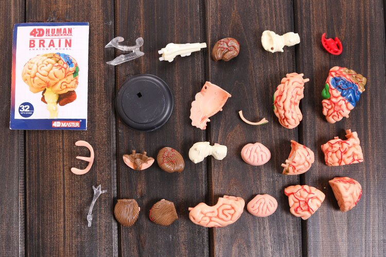 4D modello del cervello cervello modello di struttura assemblato Anatomia Umana modello tridimensionale