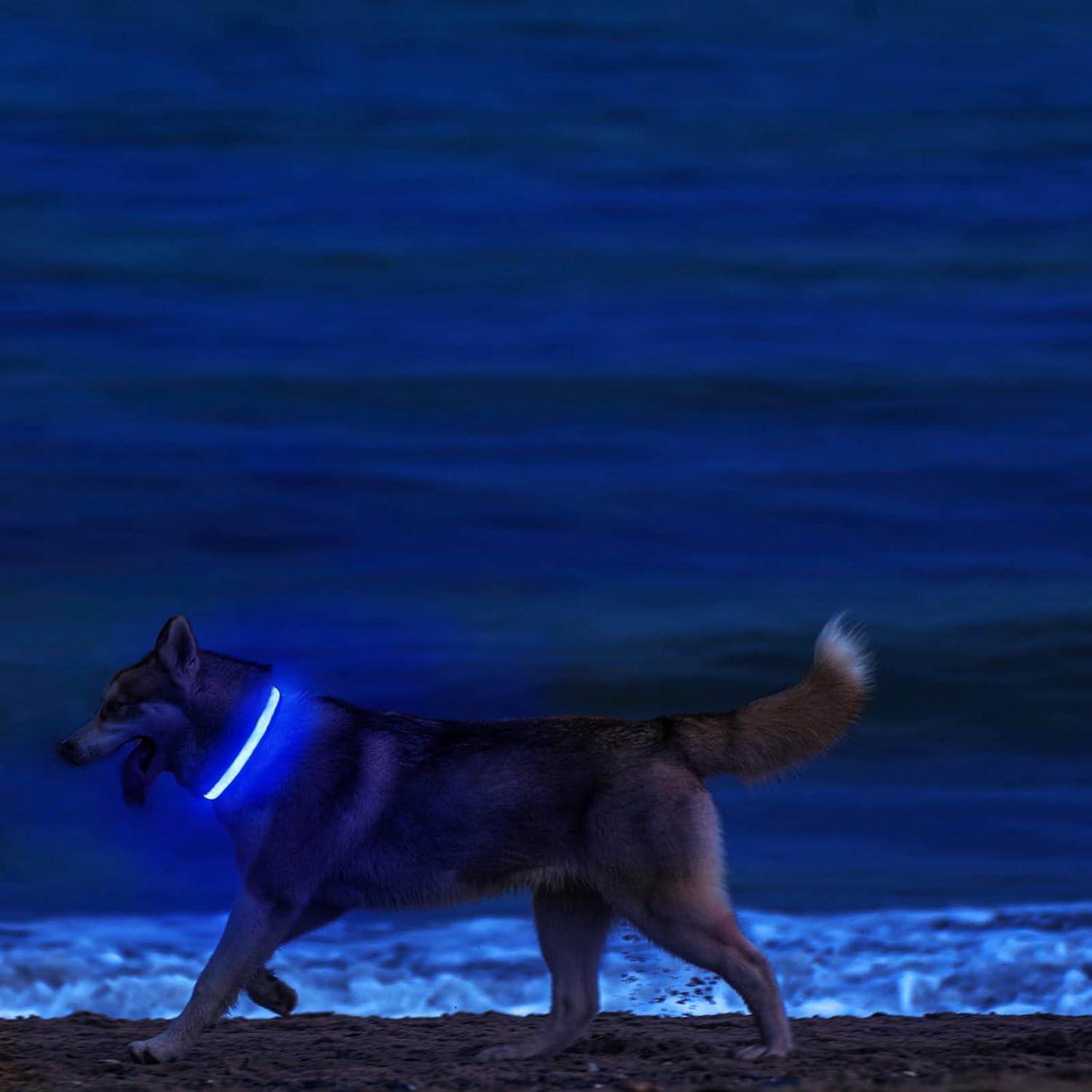 Collar de perro con luz LED, Collar de seguridad para caminar de noche, parpadeo que brilla en la oscuridad, Collar de batería para perro pequeño, mediano y grande
