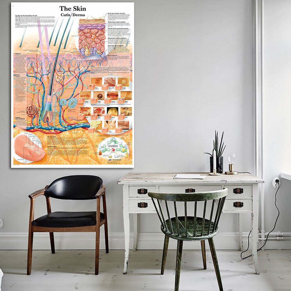 Anatomia rozcięcie skóry anatomiczne wykresy plakaty laminowany druk na płótnie zdjęcia do edukacji medycznej lekarz Home Decor
