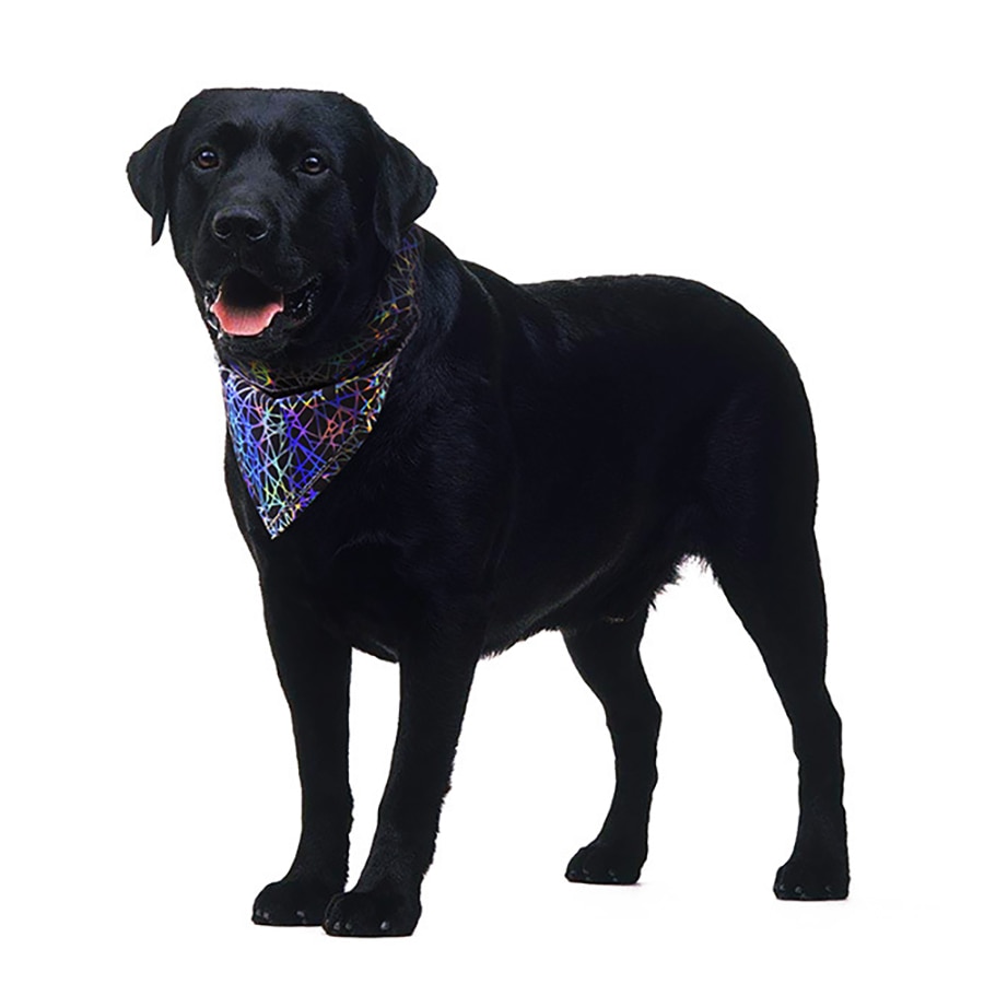 Huisdier Reflecterende Bandana Hoge Zichtbaarheid Hond Sjaal Kleurrijke Veiligheid Halsdoek Voor Honden Katten Coleira Cachorro Mascotas Perro Cani