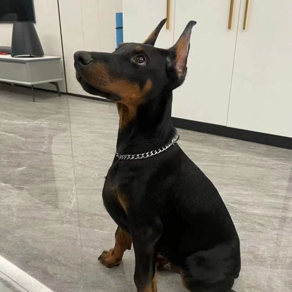 Huisdier Mode Ketting Ketting Hond Halsband Franse Vechten Kleine Middelgrote Hond Gouden Kraag Kat Hond Gouden Ketting Huisdier Sieraden Accessoires