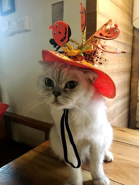 zwierzę domowe Halloween magiczne kostiumy pająk PumpkinHat-placki kot czarownica kapelusz czarodzieja na Halloween przebranie kapeluszy: Niebieski