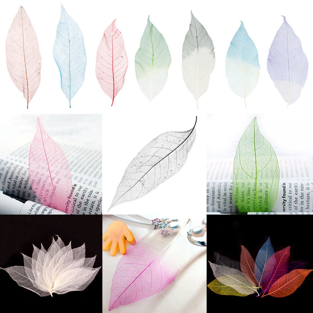 Herbario de hojas de esqueleto Magnolia Natural blanco de 50 piezas para álbum de recortes DIY