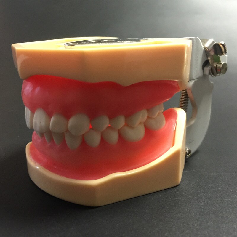 Dental All Removable Teeth Model 28 pcs Dental Teeth Model for Dental Practice