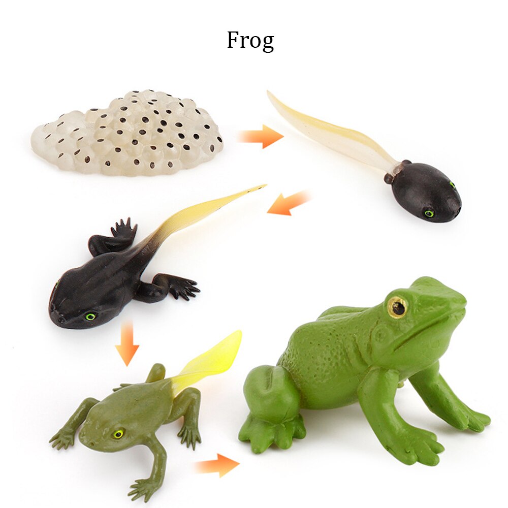 Simulation Animals Growth Cycle ButterflyLadybug Chicken Life Cycle Figurine Plastic Models Action Figures Educational Kids Toy: Frog