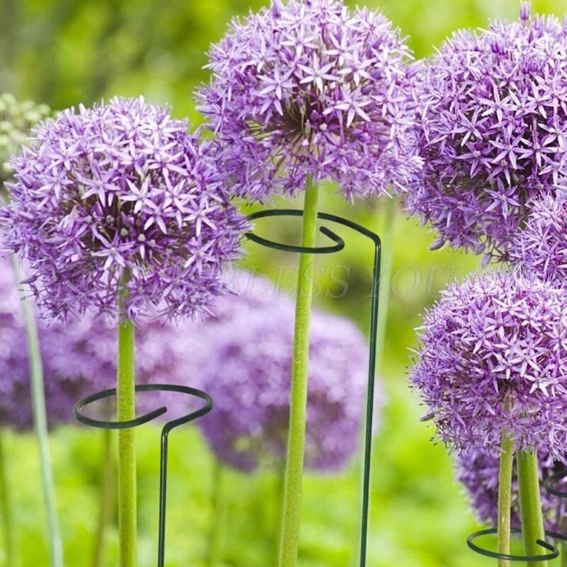 Garden Support Stake Ring Metal Garden Plant Supports Single Stem Shrub Holder for Plants Rose Flowers Vegetables Vine