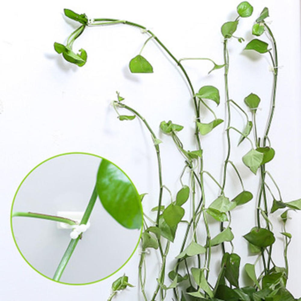 5pcs/lot Wall Climbing Fixer Green Plant Green Vine Climbing Wall Fixer Paste No Trace Hook Home Garden Balcony Decoration